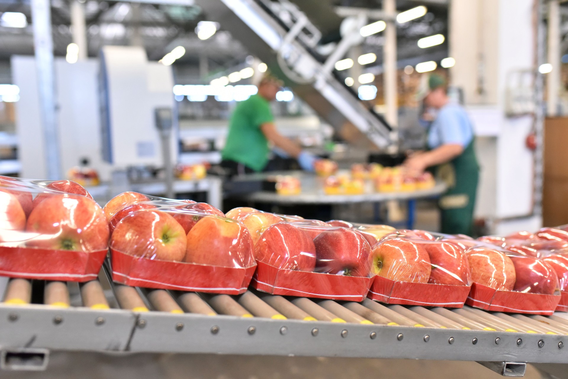 food factory: assembly line with apples and workers